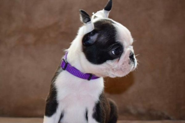 Boston terrier cuccioli in vendita bostonterriercuccioliinvendita12.jpg