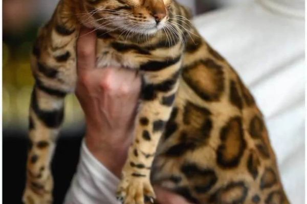 Gattini del Bengala in vendita gattinidelbengalainvendita.jpg