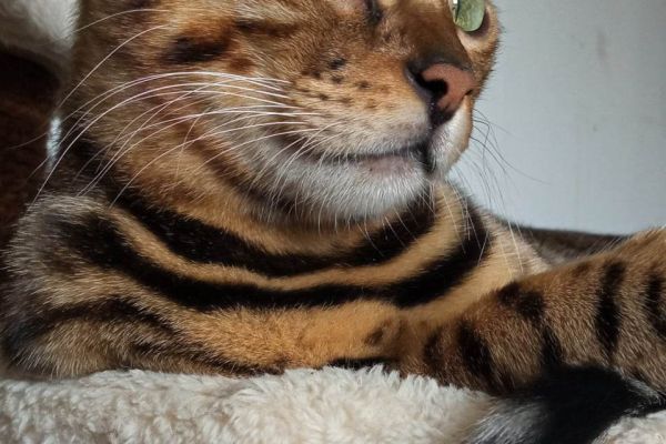Gattini del Bengala in vendita gattinidelbengalainvendita1.jpg