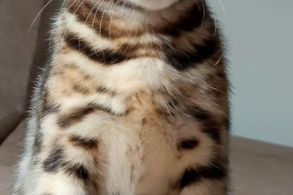 Gattini del Bengala in vendita gattinidelbengalainvendita123.jpg