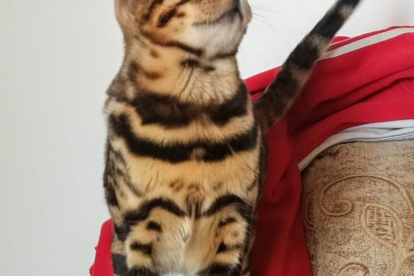 Gattini del Bengala in vendita gattinidelbengalainvendita1234.jpg