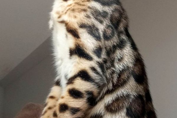 Gattini del Bengala in vendita gattinidelbengalainvendita12345.jpg
