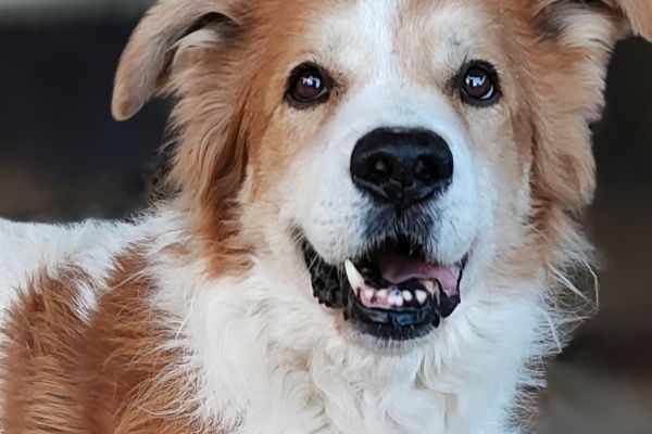 Leo un cane da amare leouncanedaamare1.jpg