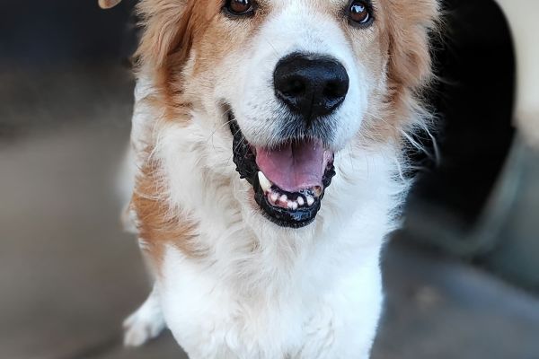 Leo un cane da amare leouncanedaamare12.jpg