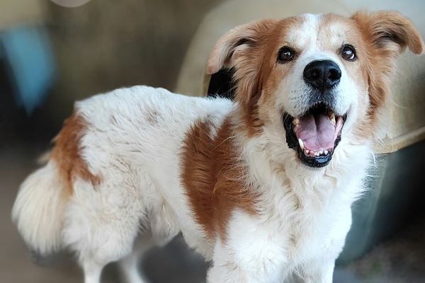 Leo un cane da amare leouncanedaamare123.jpg