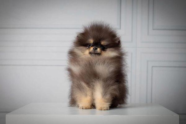 Spitz Pomerania B&T spitzpomeraniabt.jpeg