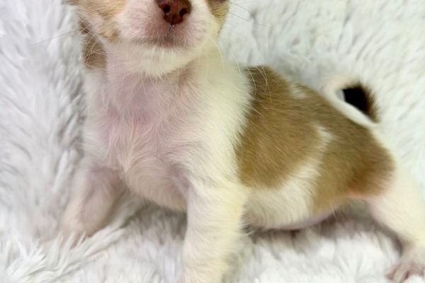 Rayssa chihuahua femmina thailandese pedigree pronta rayssachihuahuafemminathailand.jpg
