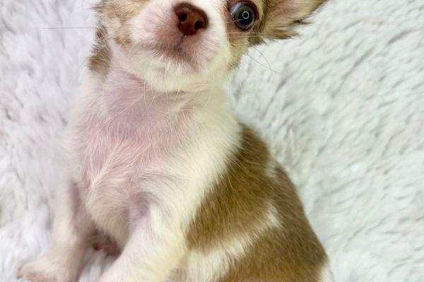 Rayssa chihuahua femmina thailandese pedigree pronta rayssachihuahuafemminathailand123.jpg