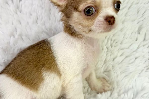 Rayssa chihuahua femmina thailandese pedigree pronta rayssachihuahuafemminathailand12345.jpg