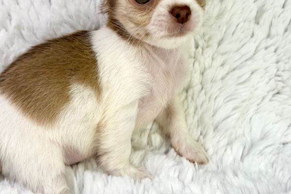Rayssa chihuahua femmina thailandese pedigree pronta rayssachihuahuafemminathailand123456.jpg
