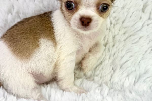 Rayssa chihuahua femmina thailandese pedigree pronta rayssachihuahuafemminathailand1234567.jpg