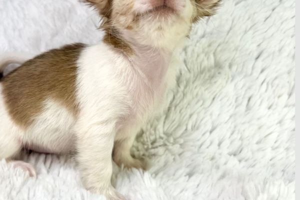 Rayssa chihuahua femmina thailandese pedigree pronta rayssachihuahuafemminathailand12345678.jpg