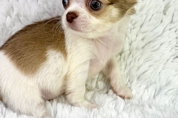 Rayssa chihuahua femmina thailandese pedigree pronta rayssachihuahuafemminathailand123456789.jpg