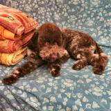 LAGOTTO ROMAGNOLO CUCCIOLI LAGOTTOROMAGNOLOCUCCIOLI-5a2c1cdb22037.jpg