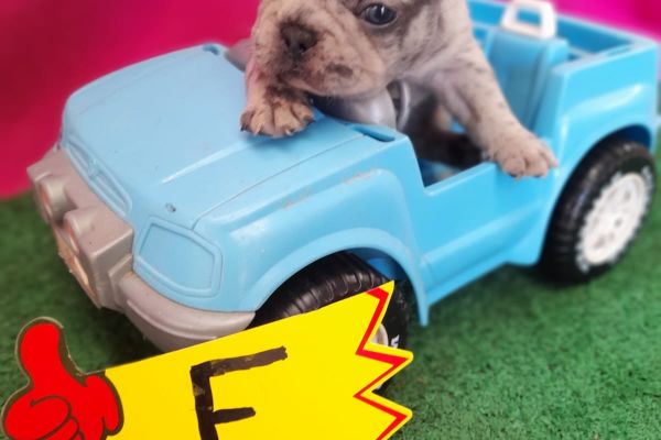 Cuccioli bulldog cucciolibulldog-67361b04a9b2a.jpg