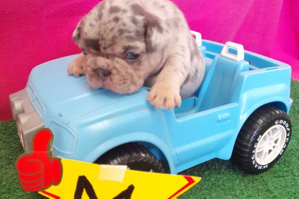 Cuccioli bulldog cucciolibulldog-67361b09be5d7.jpg