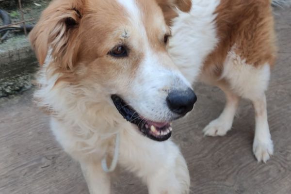 Leo cagnolone di due anni leocagnolonedidueanni12.jpg