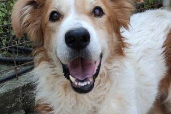 Leo cagnolone di due anni leocagnolonedidueanni123.jpg