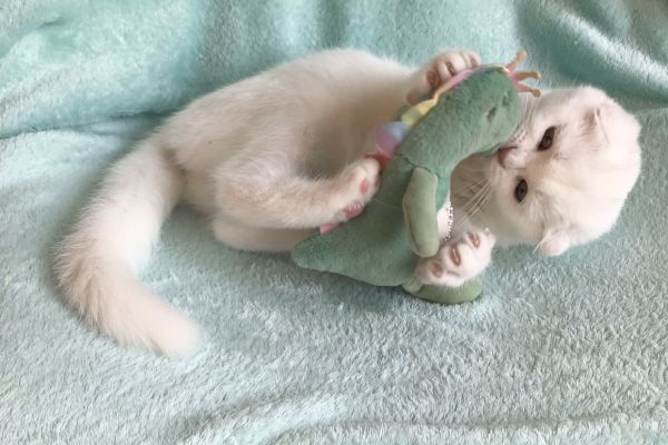 Gattina Scottish gattinascottish-690e7d9f5bef5.jpeg