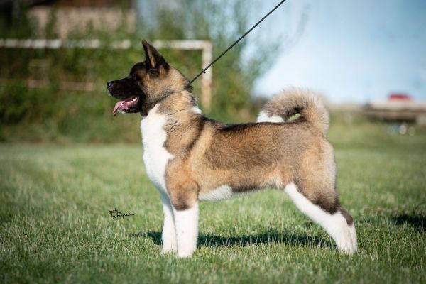 Akita americano in vendita akitaamericanoinvendita.jpg