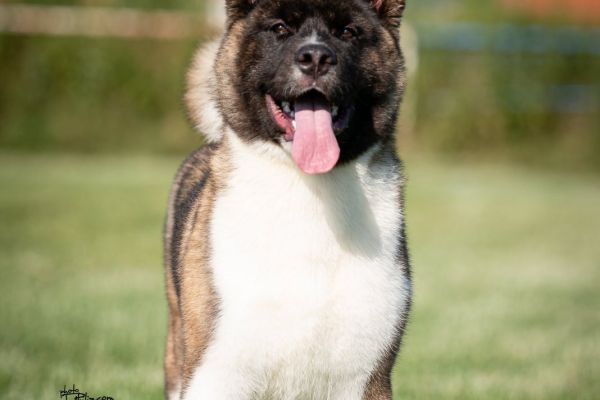 Akita americano in vendita akitaamericanoinvendita1.jpg
