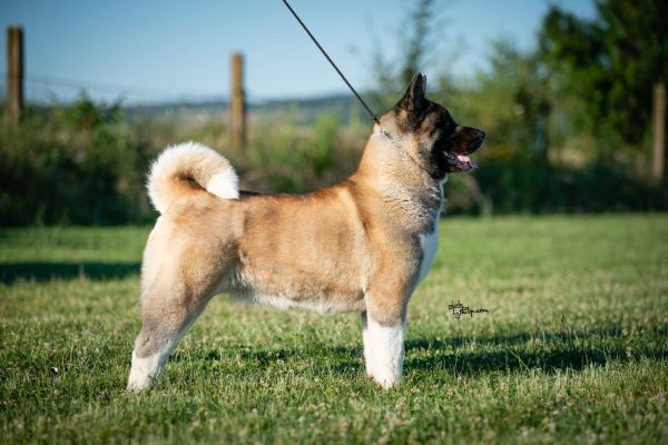 Akita americano in vendita akitaamericanoinvendita123.jpg