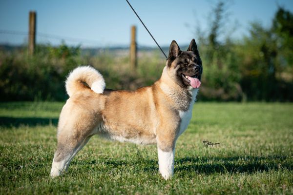 Akita americano in vendita akitaamericanoinvendita1234.jpg