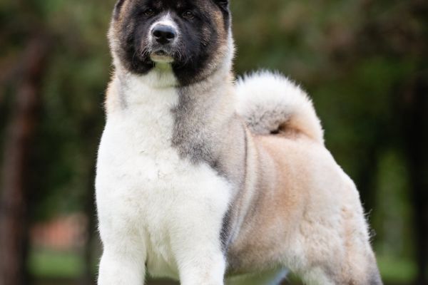 Akita americano in vendita akitaamericanoinvendita12345.jpg