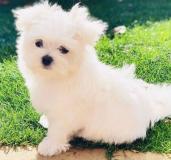 Cuccioli Maltese Toy Maschi e Femmine CuccioliMalteseToyMaschieFemmine1.jpg