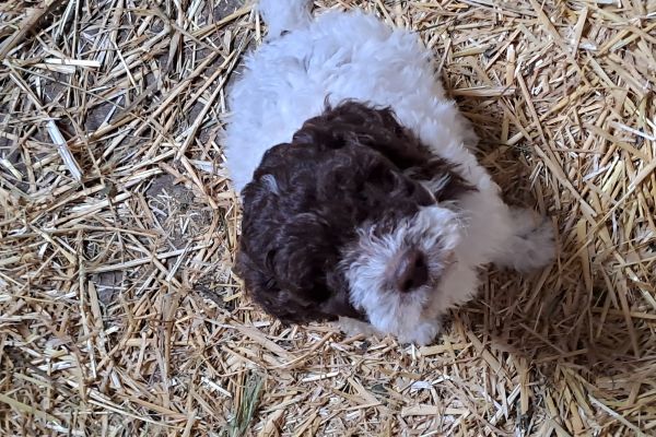 Lagotto Romagnolo lagottoromagnolo.jpg