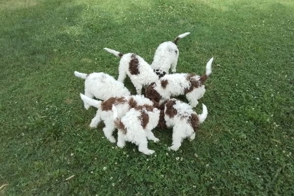 Lagotto Romagnolo lagottoromagnolo1.jpg