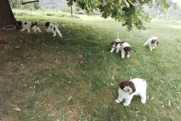 Lagotto Romagnolo lagottoromagnolo12.jpg