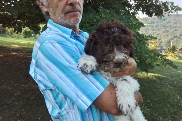 Lagotto Romagnolo lagottoromagnolo12345.jpg