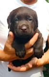 Labrador retriver Labradorretriver1.jpg