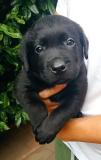 Labrador retriver Labradorretriver12.jpg