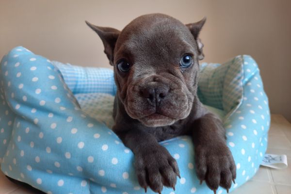 Bulldog/bouledogue francesi cuccioli bulldogbouledoguefrancesicucci.jpg