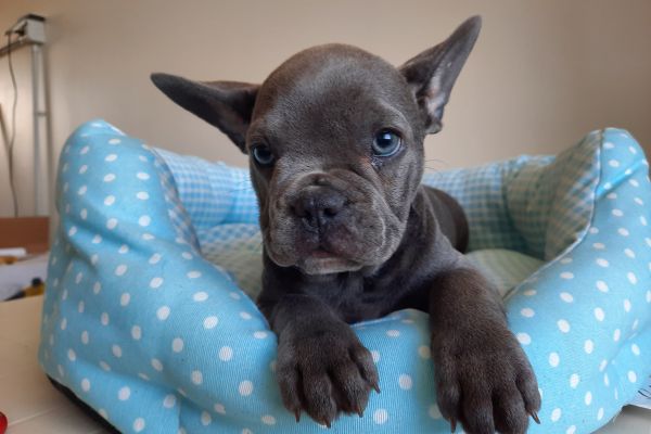 Bulldog/bouledogue francesi cuccioli bulldogbouledoguefrancesicucci1.jpg
