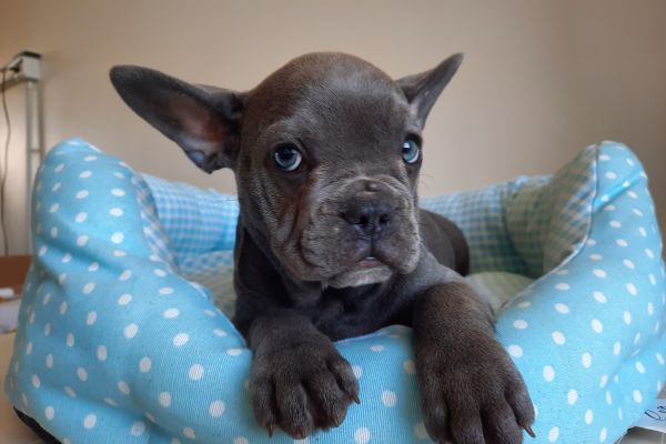 Bulldog/bouledogue francesi cuccioli bulldogbouledoguefrancesicucci12.jpg