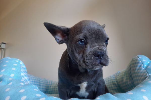 Bulldog/bouledogue francesi cuccioli bulldogbouledoguefrancesicucci123.jpg