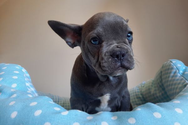Bulldog/bouledogue francesi cuccioli bulldogbouledoguefrancesicucci1234.jpg