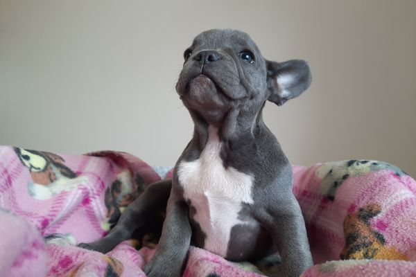 Bulldog/bouledogue francesi cuccioli bulldogbouledoguefrancesicucci123456.jpg