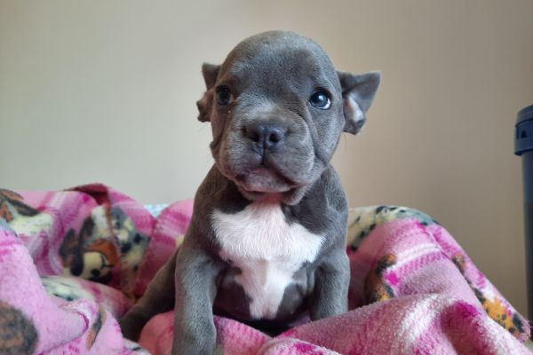 Bulldog/bouledogue francesi cuccioli bulldogbouledoguefrancesicucci1234567.jpg
