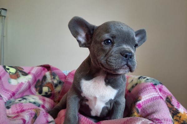 Bulldog/bouledogue francesi cuccioli bulldogbouledoguefrancesicucci12345678.jpg