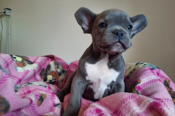 Bulldog/bouledogue francesi cuccioli bulldogbouledoguefrancesicucci123456789.jpg
