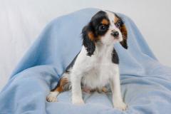 Cavalier King Tricolore CavalierKingTricolore1.jpg