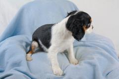 Cavalier King Tricolore CavalierKingTricolore12.jpg