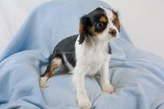 Cavalier King Tricolore CavalierKingTricolore123.jpg