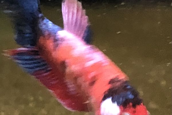 Betta splendens bettasplendens-657af6bd3ae0d.jpeg