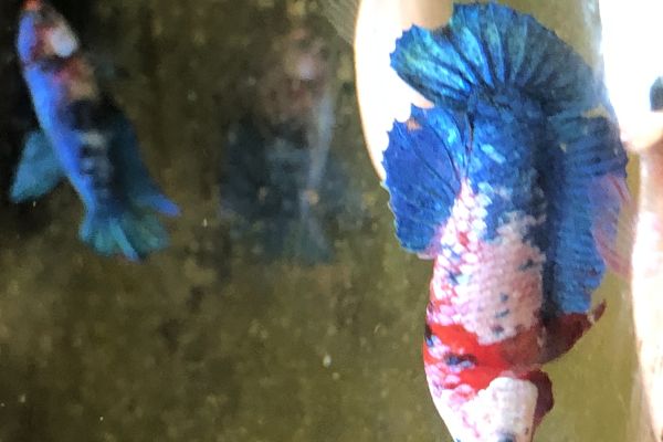 Betta splendens bettasplendens-657af6c27d057.jpeg