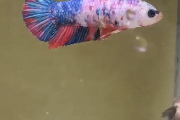 Betta splendens bettasplendens-657af6cbbea86.png